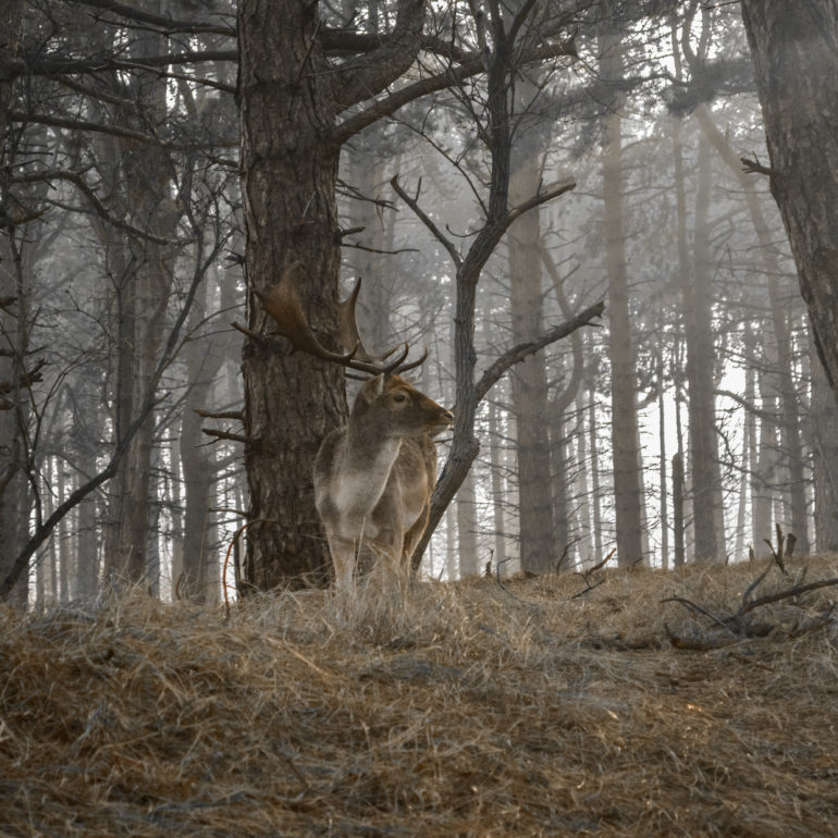 Amsterdam (Pays-Bas)