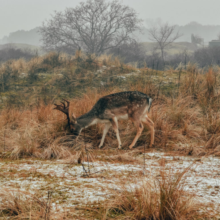 Amsterdam (Pays-Bas)